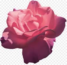 Garden Roses Pink Flower Hybrid Tea Rose Aesthetics Hybrid Tea Roses Pink Rose Flower Transparent Flowers