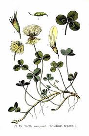 Image result for Trifolium