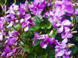 Click on image to view plant details. Flowers Plant Leaves Purple Green White Spring Nature Bloom Blossom Garden Pikist