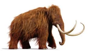 Price and other details may vary based on size and color. Mit Mut Zum Neuen Mammut Swz