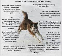 Anatomy Of The Border Collie Www Comebyebcrescue Org Https Www Facebook Com Comebyebcrescue Ref Bookmarks Border Collie Facts Collie Border Collie