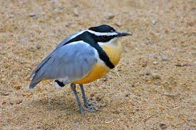 Bird Cleaning Crocodile Teeth Video Egyptian Plover Plover Pretty Birds Sea Birds