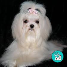 Pin On Puppy Love