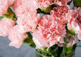 Maybe you would like to learn more about one of these? Carnations Facts Types Plant Growing And Caring Tips
