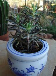 Kalanchoe Tubiflora Maternity Plant Mother Of By Succulentdesigns 5 45 Planting Succulents Plants Succulents