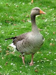 Greylag Goose Anser Anser Ganso Comun Ganso Bravo Ganso Comum Ocidental Oie Cendree L Oca Selvatica Pet Birds Happy Animals Wild Birds