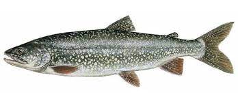 Sverige är ett fantastiskt fiskeland och nästan 10% av landet består av sjöar. Kanadaroding Salvelinus Namaycush