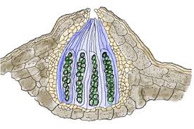 Image result for Monothecium