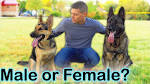 Female German Shepherd Facts - Amazing Things You Never ...