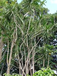 File Starr 061231 3026 Dracaena Marginata Jpg Wikimedia Commons Zimmerpflanzen Pflanzen Garten