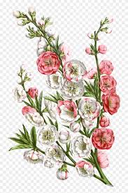 Beautiful flowers beautiful flowers flowers hd beautiful hd high definition picture petals flower background green leaves colorful high quality pictures sunflower fickleness stamens beauty purple leaves dew beautiful flower tulips fashion long hair smile blessings postcards close up water droplets. Pink Hd Beautiful Flower Png Element Free Vector Flower Clipart 407217 Pikpng