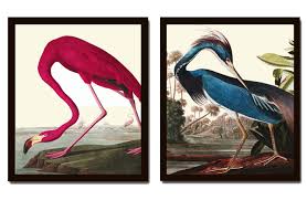 Most of our window decals are very easy to install, which can be completed yourself. Print Set Birds Of America Flamingo Print Audubon Birds Audubon Print Tern Print John James Audubon Wall Art Large Print Prints Art Collectibles Commentfer Fr