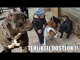 Sasirtan Dostluk Efsane Kopekler 9 Bolum American Pitbull Amstaff Bully Strongest Dogs Youtube