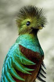 47 Best Ungewoehnliche Tiere Images On Pinterest Beautiful Birds Cutest Animals And Exotic Animals