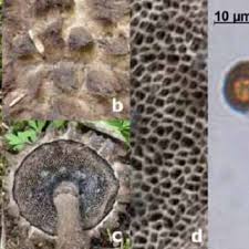 Image result for Strobilomyces strobilaceus