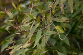 Image result for Faurea racemosa