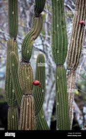 Image result for Sclerocarpus