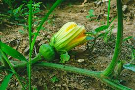 Check spelling or type a new query. Why Aren T My Pumpkin Plants Producing Fruit The English Garden