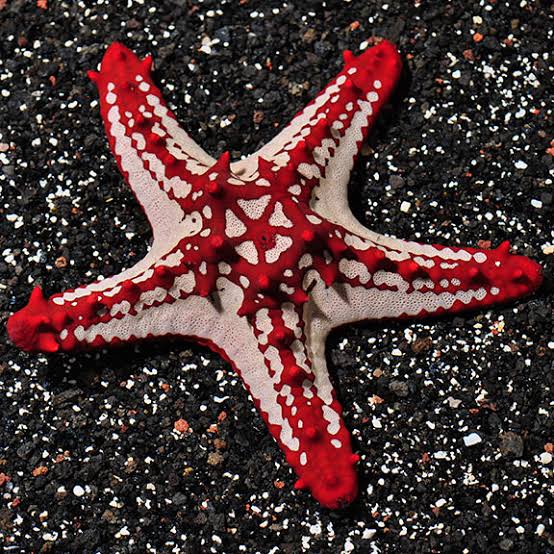 Mga resulta ng larawan para sa Red-knobbed Starfish"