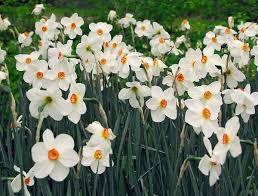 Strongly Scented Award Winner Narcissus Poeticus Var Recurvus Commonly Called Pheasant S Eye Displays Brilliant Pure Whi Bulb Flowers Narcissus Daffodils