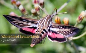 A spot about a foot square should do. Entice Nature S Nighttime Nectar Seekers Garden Style San Antonio