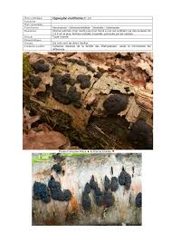 Image result for Hypoxylon multiforme