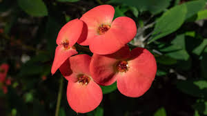 Image result for Euphorbia milii