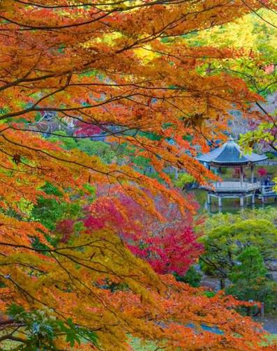 Scenes of Fall Foliage at Naritasan Park, Narita City, Chiba Expected Peak  Colors: Late November to Early December Naritasan Park can be found behind  the grounds of Naritasan Shinsho-ji Temple, one of