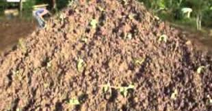 How To Plant Pechay Bok Choy Part 2 Wmv Plants Bok Choy Vegetation