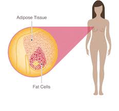 Sometimes the lumps are too small to be felt. Breast Anatomy National Breast Cancer Foundation
