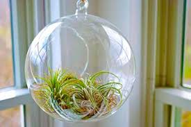 Advantages Of Terrariums Terrarium Gardening