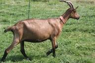 French Alpine Goats - Breed Profile - Backyard Goats