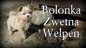 Check spelling or type a new query. Bolonka Zwetna Welpen Entwicklung Von Der Geburt Bis Zum Abgabefahigen Alter Bolonka Zwetna Doku Youtube