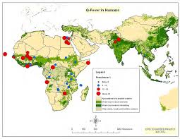 Image result for Q Fever