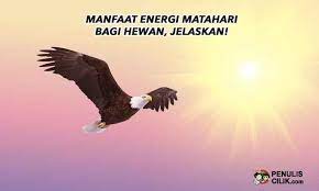 Manfaat Energi Matahari Bagi Hewan Jelaskan Penulis Cilik
