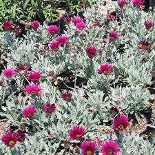 Image result for Artabotrys stolzii