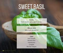 According to herbal reference website esoteric oils, basil oil has stimulant properties and can be applied topically to increase blood flow. Basil Sweet Ocimum Basilicum Essential Oil Escentual Web