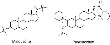Image result for Malouetia bequaertiana