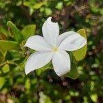 Image result for Mascarenhasia