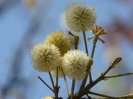 Image result for Xylia torreana