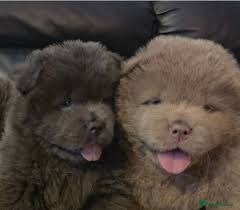 Chow Chow puppies for sale in West Yorkshire