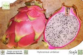 Dragon fruit is cultivated in southeast asia, india, united states, the caribbean, australia, mesoamerica and throughou. Drachenfrucht Pitahaya Hylocereus Undatus Fesaja Versand