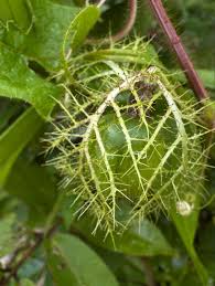 Image result for Passiflora foetida