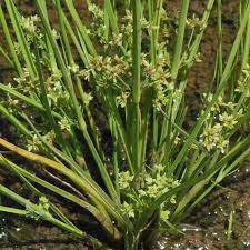 Image result for Schoenoplectiella