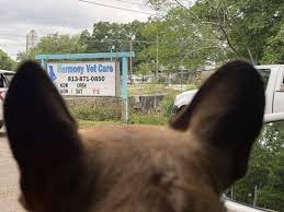 Here at harmony veterinary clinic, we are pleased to have a large amount of veterinary services available for our patients. Harmony Vet Care Of Brandon 3301 John Moore Rd Brandon Fl Veterinarians Mapquest