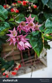 Image result for Clerodendrum umbellatum
