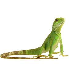 Check spelling or type a new query. Water Dragons For Sale Physignathus Cocincinus Petco