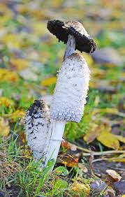 Image result for Coprinus comatus