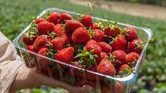 Punnet Definition And Meaning