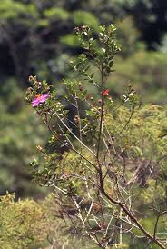 Image result for Dissotis swynnertonii